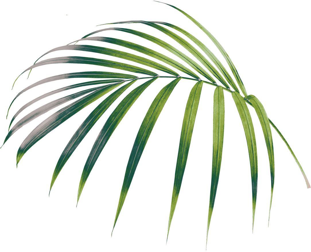 Palm Leaf Cutout 