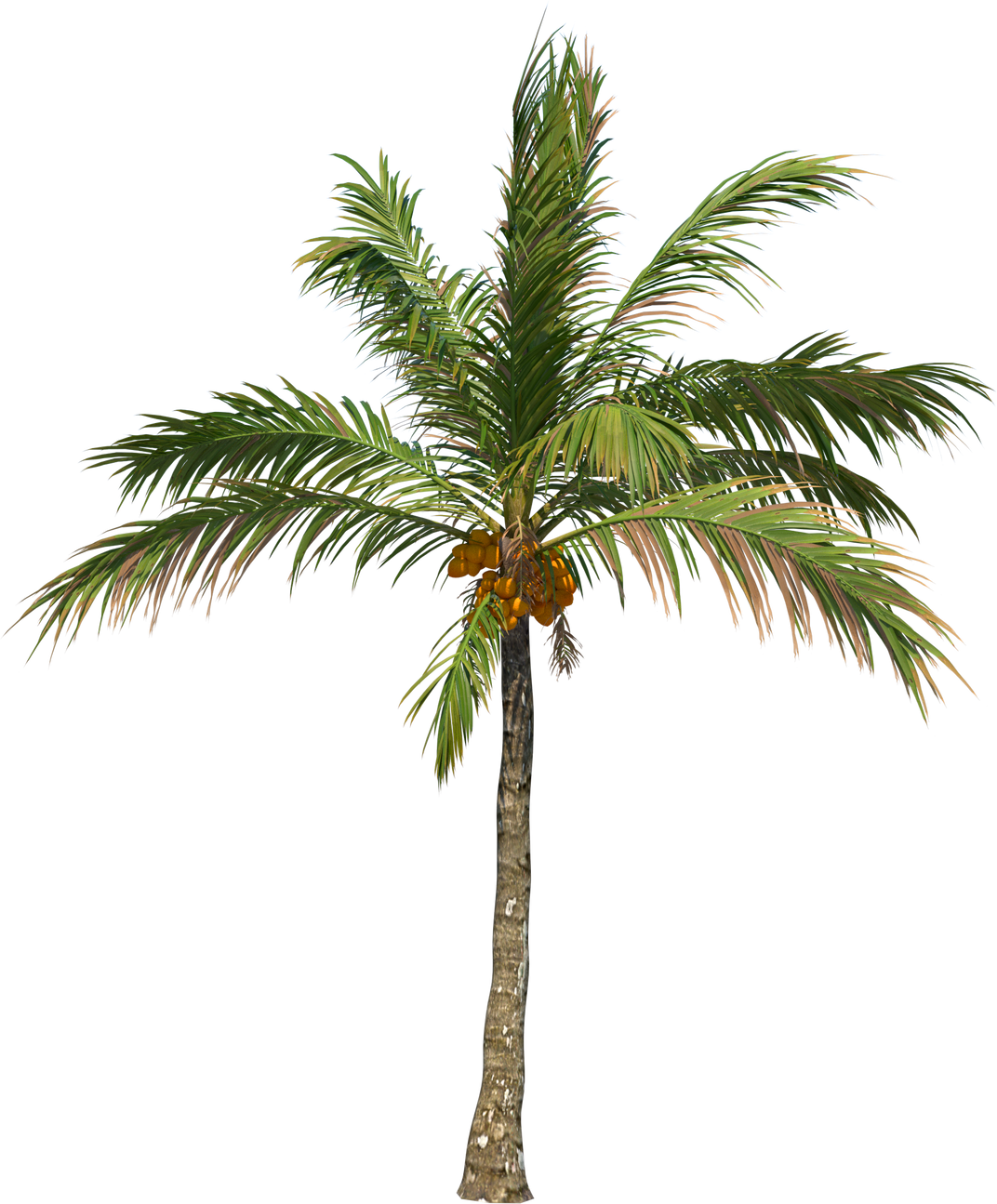 Coconut tree palm