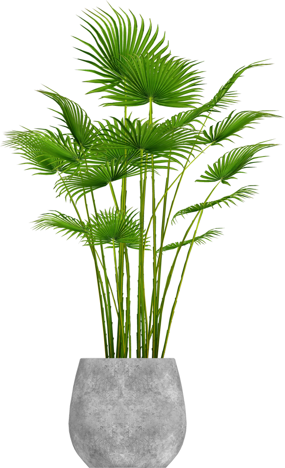 Chinese Fountain Palm in a Pot