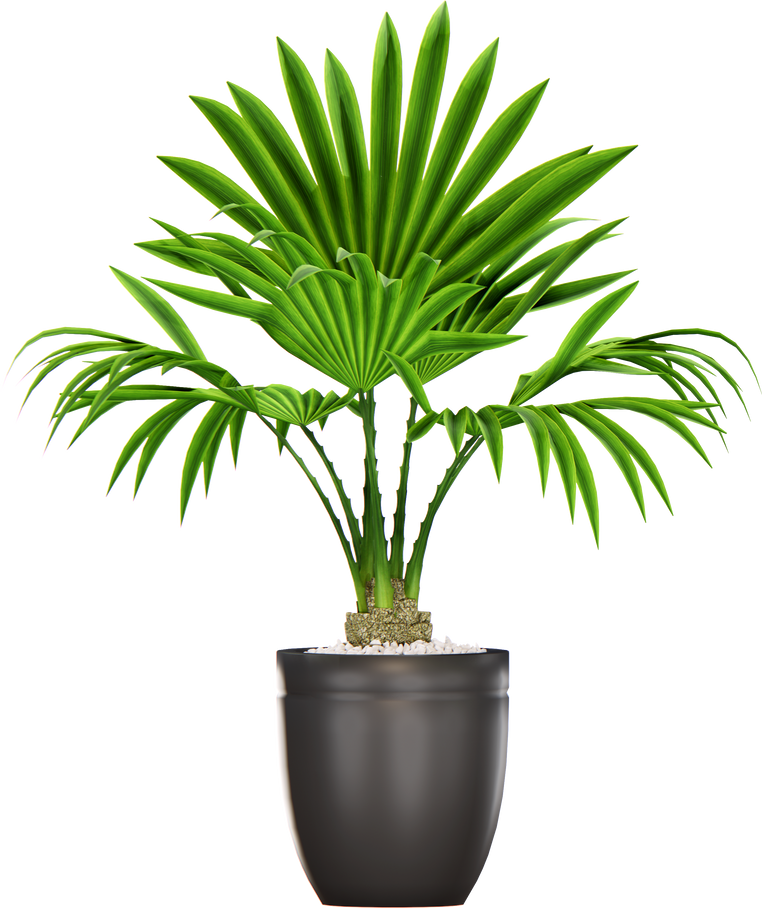 Fan palm flower in pot