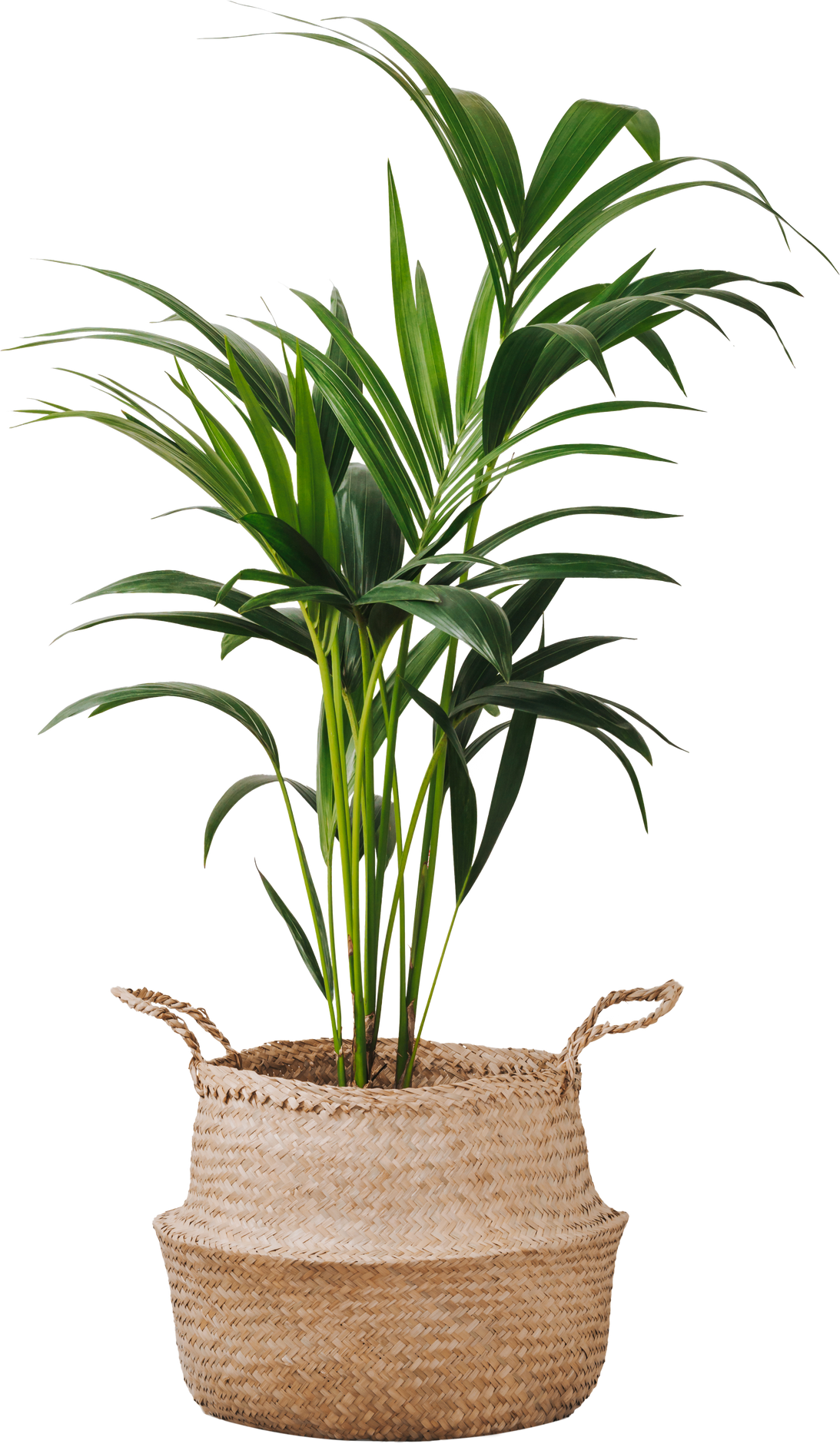 Home plant palm howea forsteriana tree or Kentia